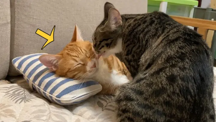 [Animals]Warm moments of an adopted cat licking its brother