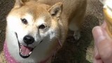 Annoying Dog, người tạo ra các biểu tượng cảm xúc, đã 16 tuổi!