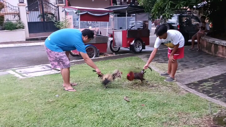 stretching muna mga broodcock naten mga ka hackfight kakatapos lang mag lugunan, Gilmore hatch