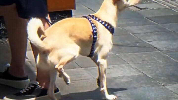 Shandong’s 40°C heat is so scorching it’s driving people crazy!