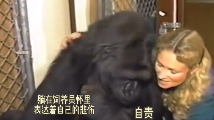 猩猩用手语告诉饲养员，自己的猫被撞离开了，它很难过