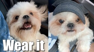 Asking My Shih Tzu Dog to Wear a Hat | Cute & Funny Dog Video