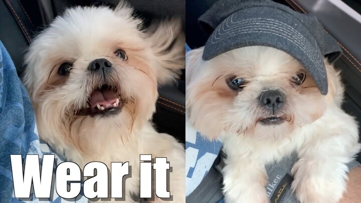 Asking My Shih Tzu Dog to Wear a Hat | Cute & Funny Dog Video