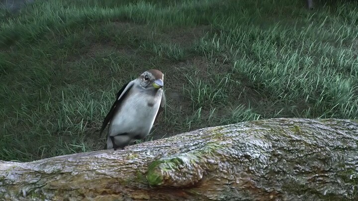 The.Red.Water.full.movie.#shark#chinese