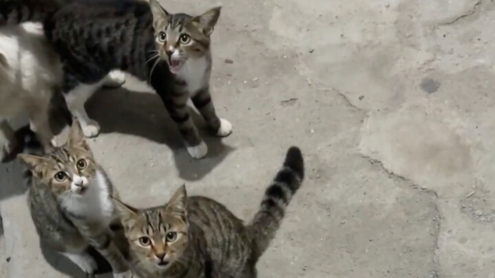 ใครเข้าใจความรู้สึกนี้บ้าง ได้ยินแต่เสียงแมวร้องระงม