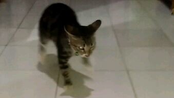 kucing kalo jalan mundur ya gini 😂😂