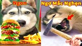 Thú Cưng TV | Ngáo Và Ngơ #59 | chó thông minh vui nhộn | Pets funny cute smart dog