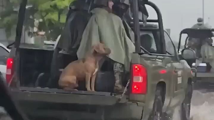 Soldados mexicanos transportando perrito durante lluvia