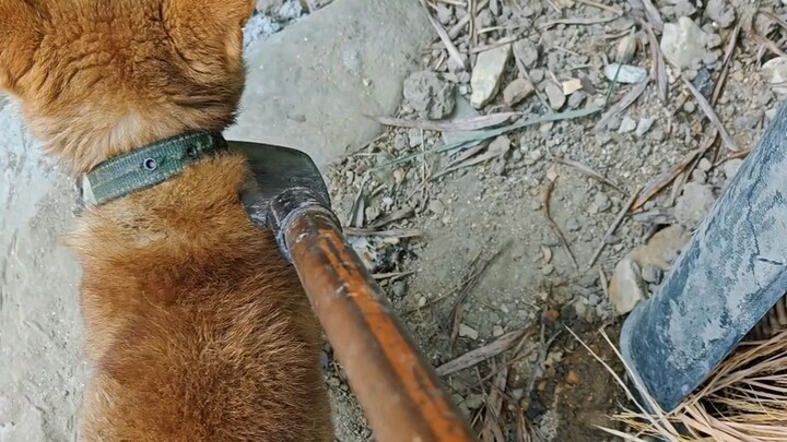 Anjing di rumah saya agak pemalu…