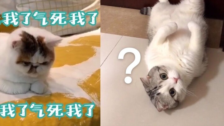 Nuôi một bé mèo mặt lạnh, vừa nũng nịu lại vừa lầy lội, thật là thích ha ha!