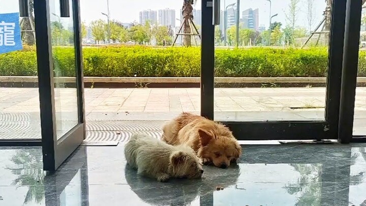 Cuacanya panas, dan dua anak anjing tergeletak di depan pintu perusahaan meniup AC, tetapi mereka ti