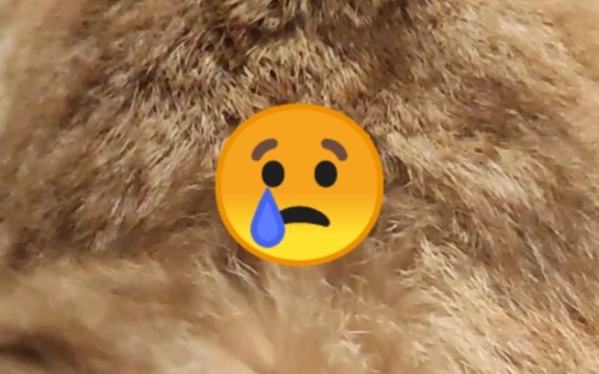 Teasing a Cat’s Balls for 15 Seconds