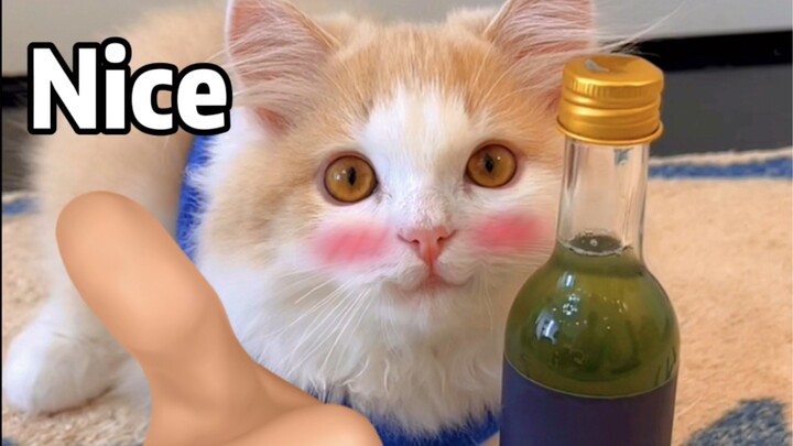 Some cats can’t hold their liquor but still love to drink.