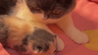 Mother Cat: I gave birth to a little beauty, how rare!