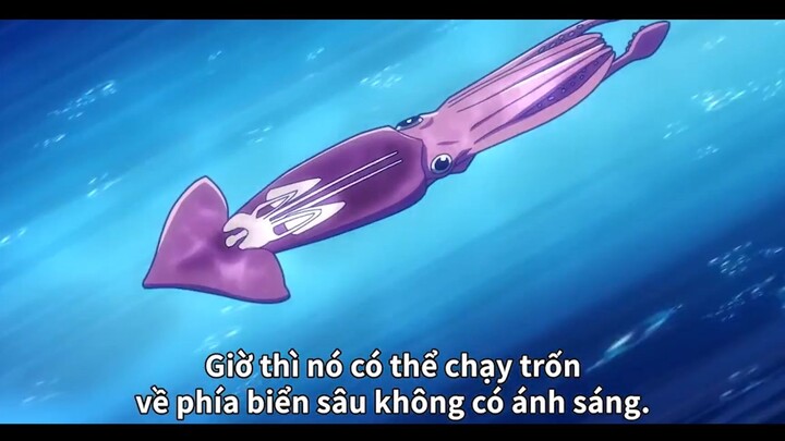 Ẩn mình như một ninja dưới nước của mực #anime