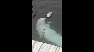 Seagull: Whose whale baby is this? Is anyone taking care of it?
