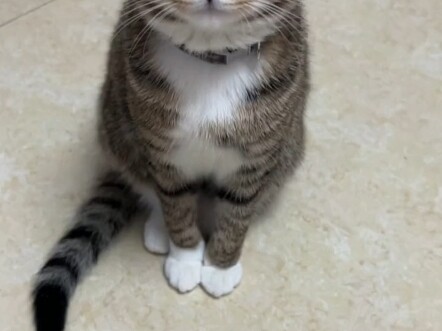 Kucing cantik dari gadis cantik