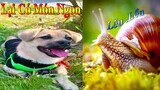 Dương KC | Bông Bé Bỏng Ham Ăn #18 | chó thông minh vui nhộn | funny cute smart dog pets Thú Cưng TV
