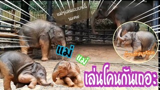 เวลาฝนตกน้ำเพชรชอบเล่นโคน