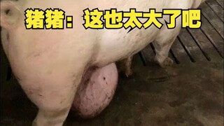 Zhu Zhu: This is way too big!