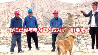 Những công nhân điện lực vùng biên giới đã cứu một con sói hoang và chúng đã trở thành "những người 