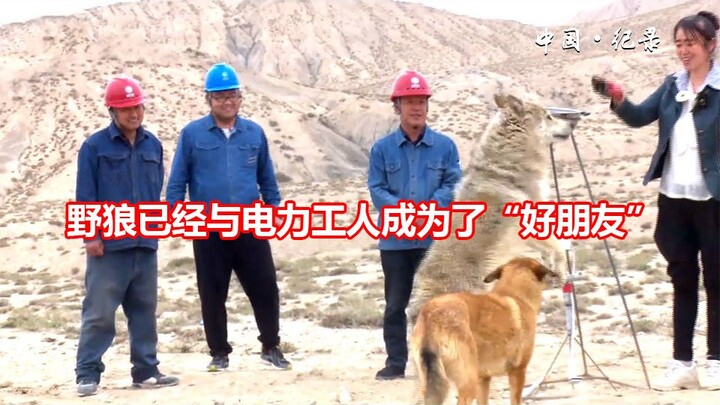Frontier power workers rescued a wild wolf and they became "good friends"!