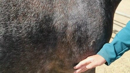 They just can’t talk.