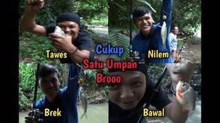 Ini Umpan Mancing di Sungai Paling Jitu  - Tawes, Nilem, Brek, Bawal Takluk Broo