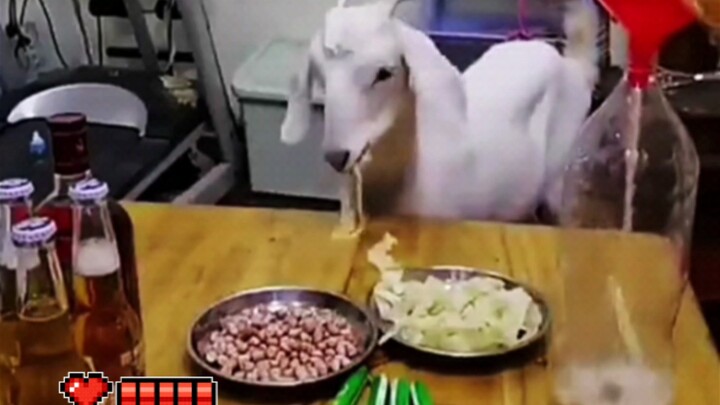 A goat drinks beer—how’s that drinking ability for you? Are you impressed or not?