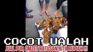 JUAL PUP, OMZET RATUSAN JUTA ❗❗ | CHOCHOT UALAH 68