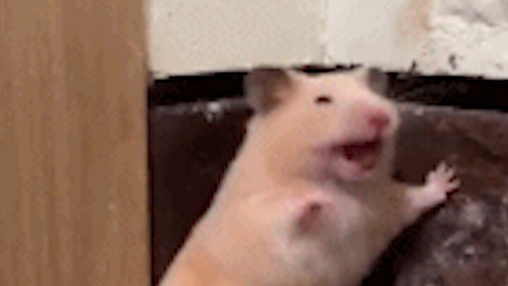 [Animals]Cleaning the cage for hamsters