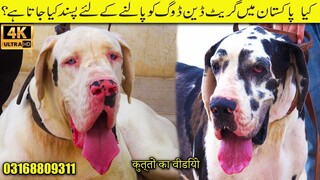 Great Dane is the Worlds Tallest Dogs _ Great Dane Dogs Breed In Pakistan 2023 Karachi