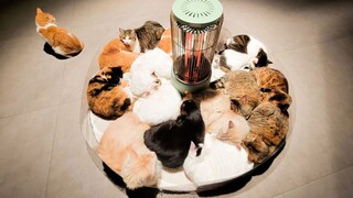 Pesta Anak Kucing Zoroaster.Langsung