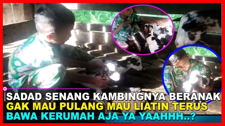 ANAK KECIL TAK JADI MANCING GARA GARA KAMBINGNYA BERANAK ~ TERNAK KAMBING