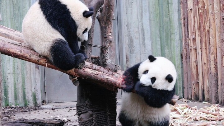 Panda Channel | Adorable Panda Cubs Playing Together | Hehua & Runyue