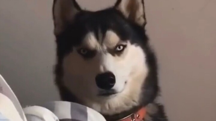 Paw Patrol