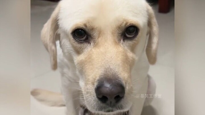 The Humble Reality of Dog Walkers Today #Funny #Dogs