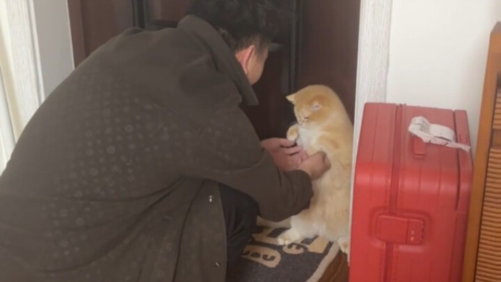 Kenapa jodoh kucing seseorang bisa seburuk ini?