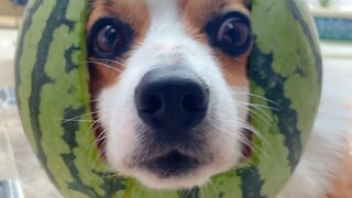 الكورجي: هل البطيخ أحلى أم أنا؟