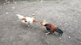 Dalusapi vs White choco spar