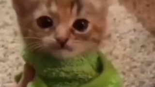 Meme kucing yang bisa meratakan alur otak