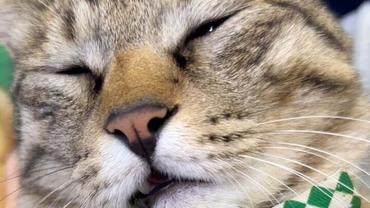 Ternyata bahasa ibu si kucing juga bisa bikin nggak berkata-kata!