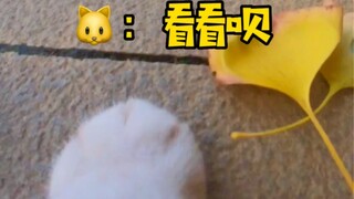 Con mèo này có thành thạo tiếng phổ thông không?