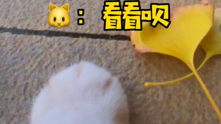 แมวตัวนี้เชี่ยวชาญภาษาจีนกลางหรือไม่?