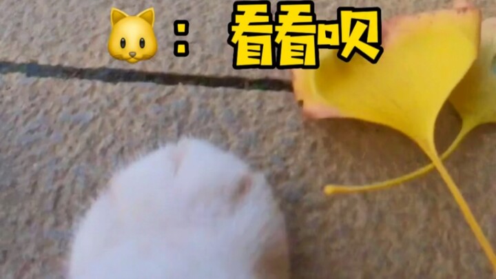 Apakah kucing ini mahir berbahasa Mandarin?