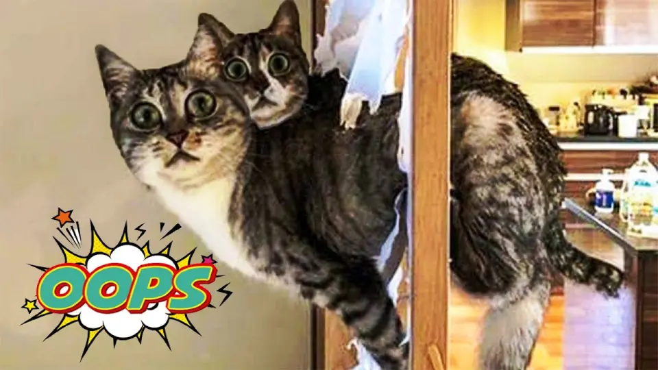 Animals FUNNY PET FAILS - Compilation 2021 | Funny Pets Moments - Bilibili Animals FUNNY PET FAILS - Compilation 2021 | Funny Pets Moments - Bilibili