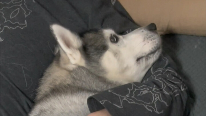 真正养狗人根本不需要给狗子准备狗窝