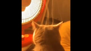 烤...烤糊了，头顶都冒烟了~