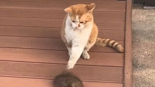 【Animal dubbing】It’s easy to get drunk if you mix it with other drinks