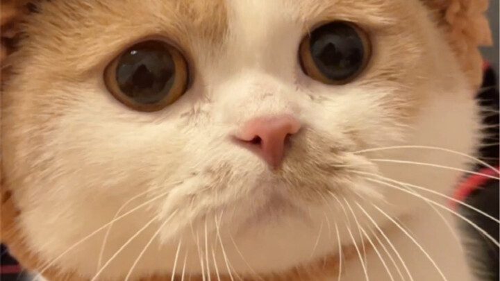 Do little kittens also have two faces?